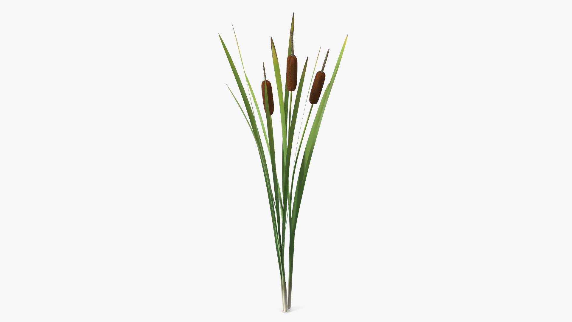 Cattail Aquatic Plant 3D model preview