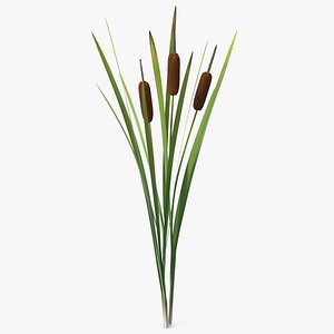 Cattail Aquatic Plant 3D model