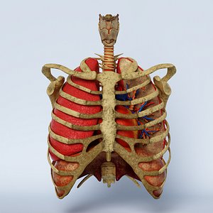 ribs trachea heart lungs 3D model