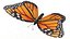 Latający motyl monarcha