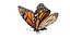 Latający motyl monarcha