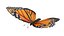 Latający motyl monarcha