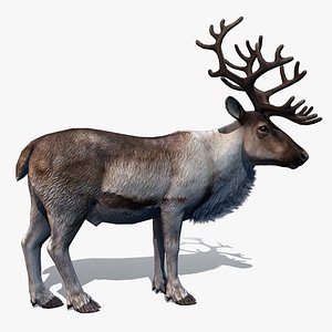 rigged reindeer deer 3d model