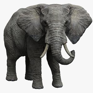 3D African Elephant Animation Rigged 3D