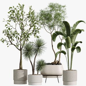 3D AV Indoor Plants Set 291Ficus Marginata and Banana Nicolai and Yucca Palm model