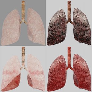 3D realistic rigged human