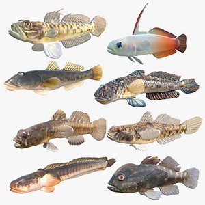 Goby Fishes Collection 1-8 model