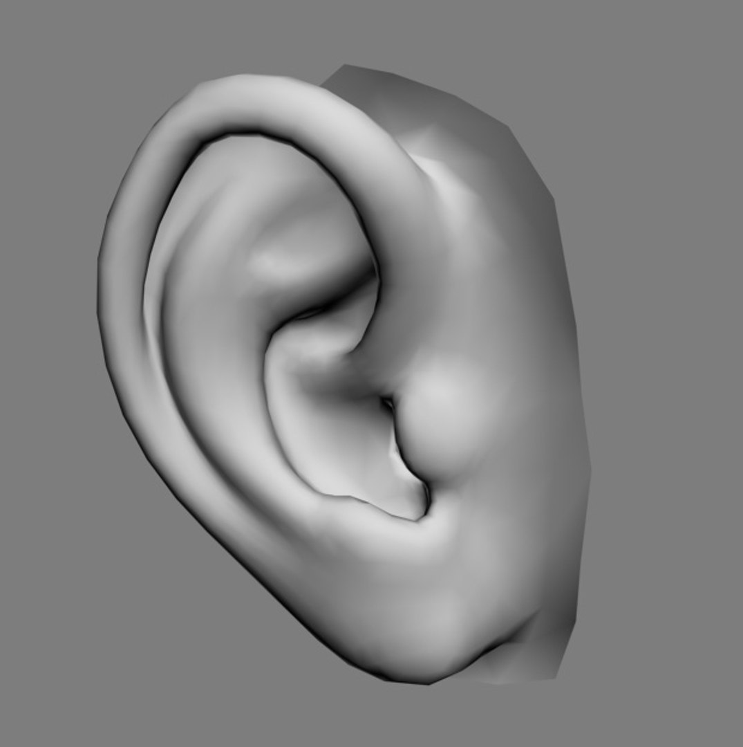 3d Model Ear