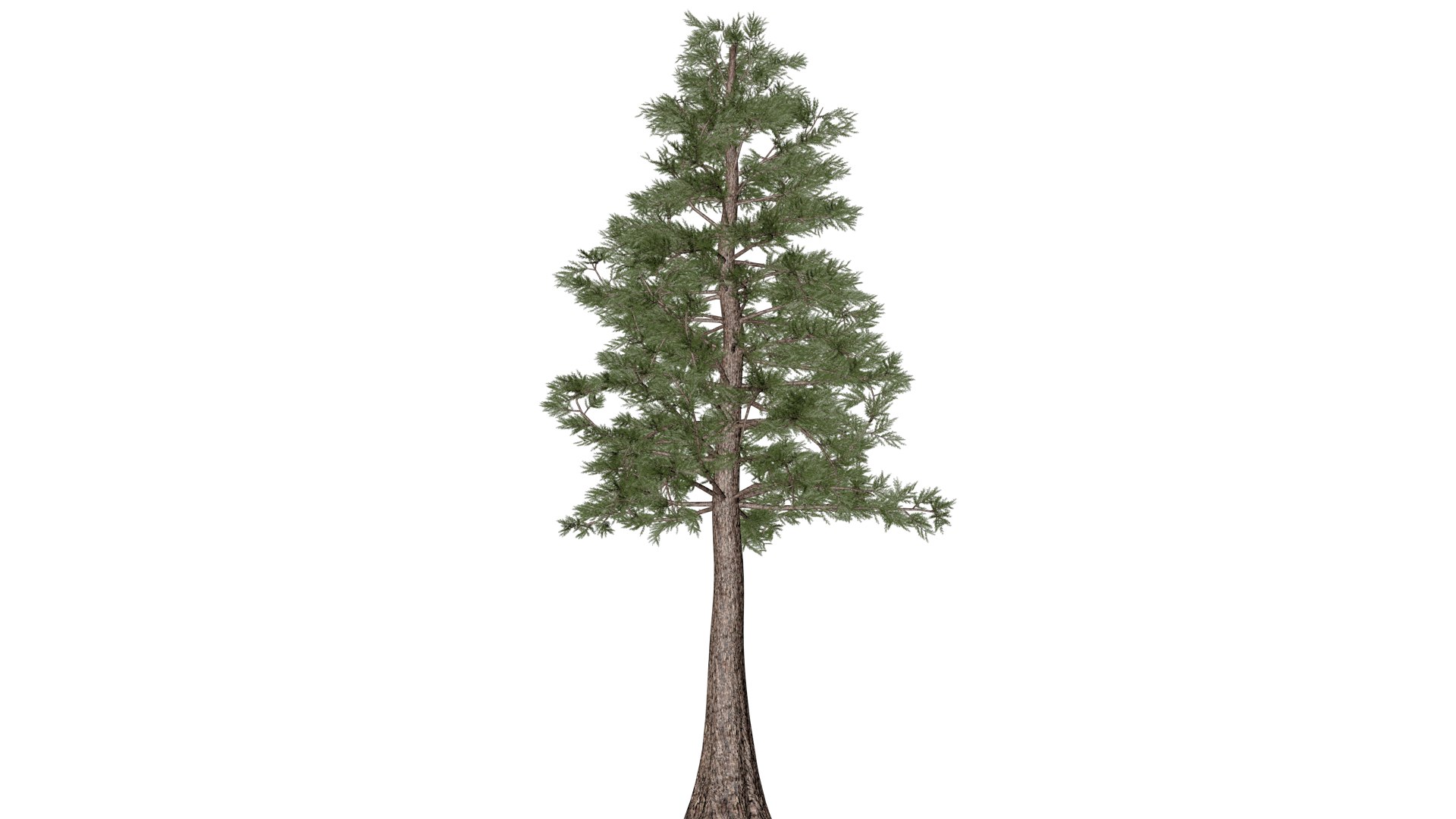 3D Western Red Cedar Tree - 05 - Model - TurboSquid 2374158