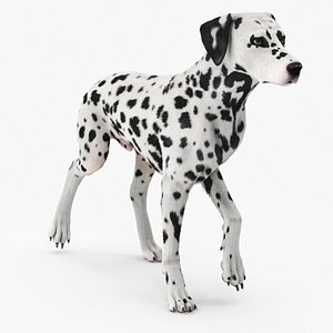 Dalmatian Dog Fur Rigged