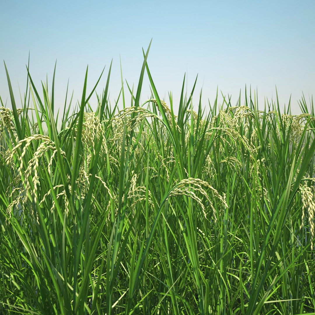 3ds Max Oryza Asian Rice Fields