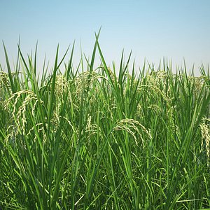 Asian Rice Field