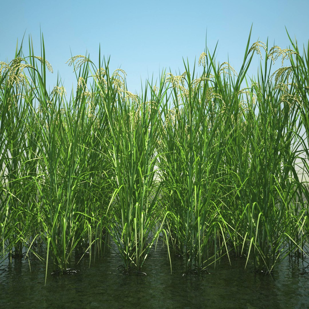 3ds Max Oryza Asian Rice Fields
