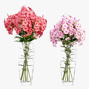 Phlox flowers in a vase set 04 model