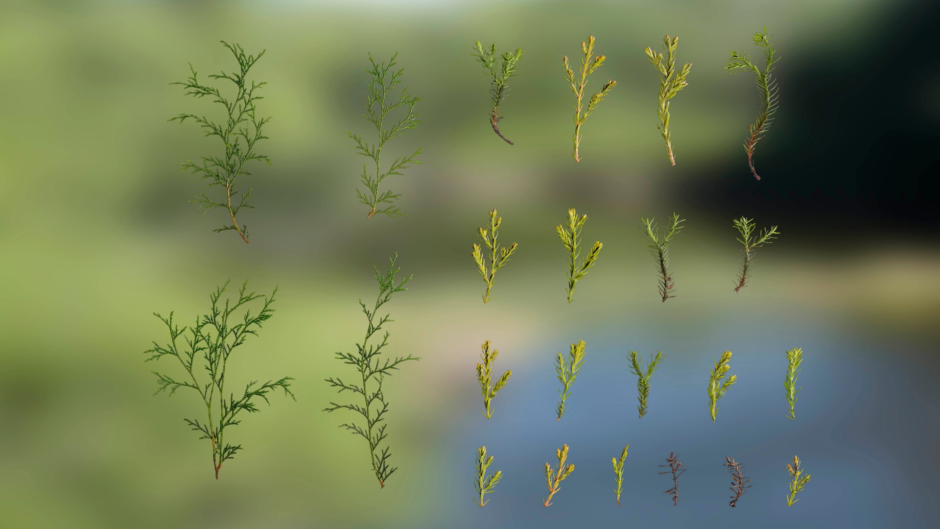 3D Anydrafts Chamaecyparis Leaves Textures Pack - TurboSquid 2323954