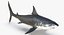 3D model great white shark