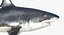 3D model great white shark