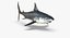 3D model great white shark