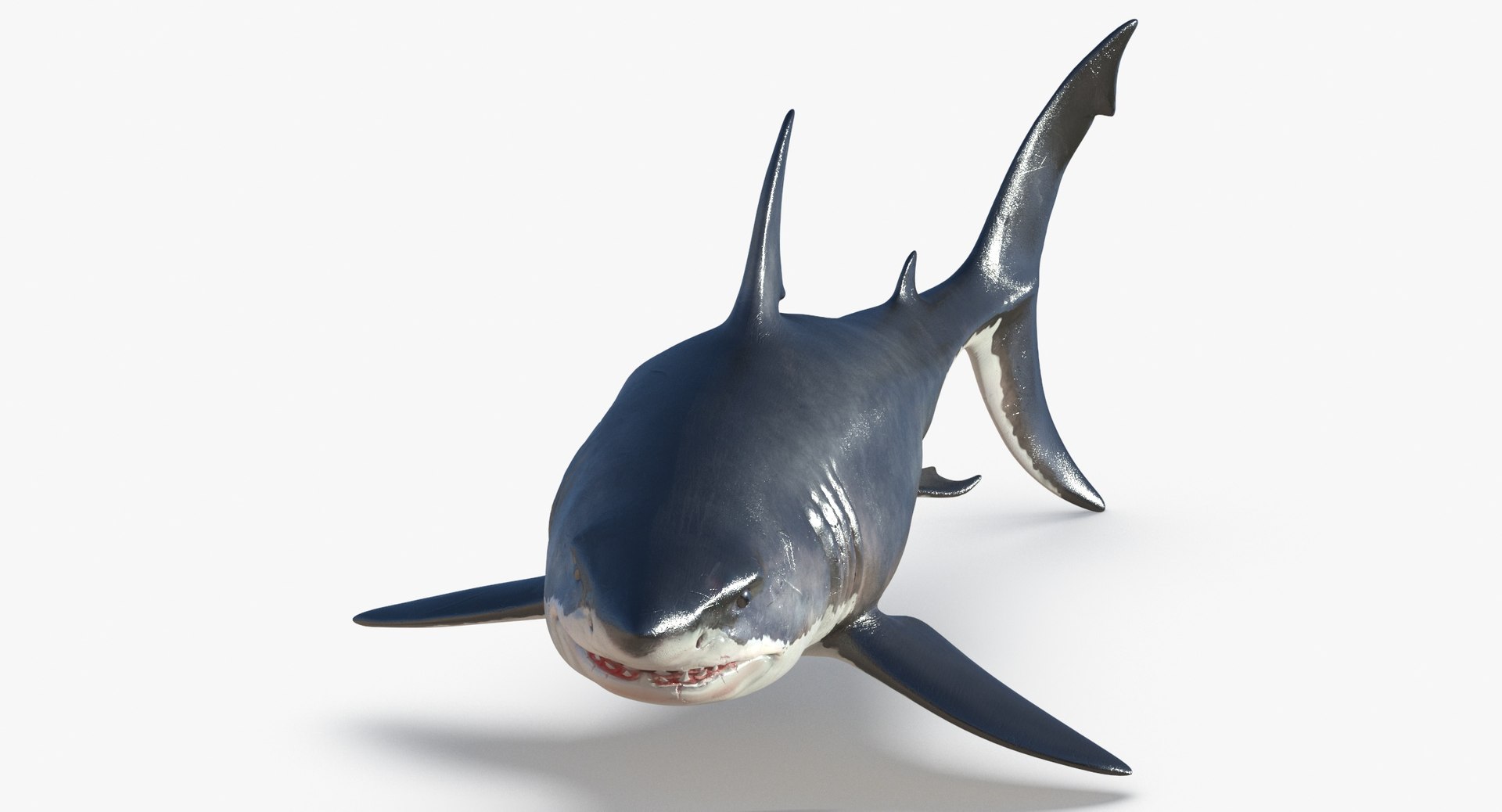 3D model great white shark https://p.turbosquid.com/ts-thumb/PB/B4xcfE/XkUHiCDO/great_white_shark_thumbnail_0002/jpg/1585556760/1920x1080/fit_q87/ec0ab04344b3b3be02f15dd21b6df3fa7ac29e66/great_white_shark_thumbnail_0002.jpg