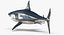 3D model great white shark