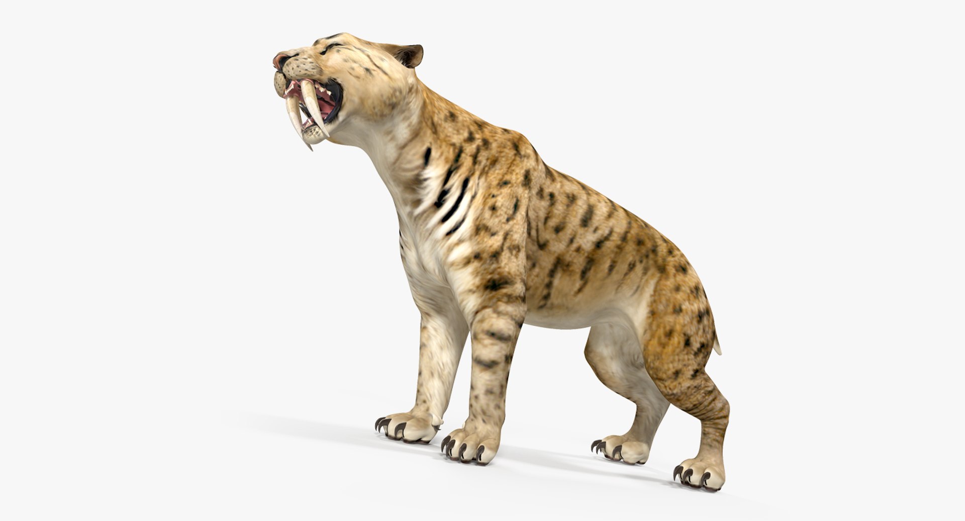 Saber Tooth Tiger Growls Pose 3D Model 3D model preview