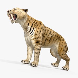3D saber tooth tiger growls model