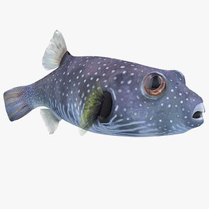 Pufferfish Coral Reef Fish