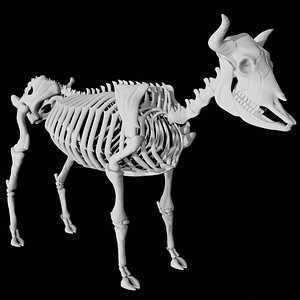 Cow skeleton