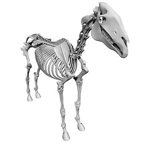 3ds max horse skeleton