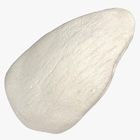 Domestic Cat Patella Kneecap Bone 01