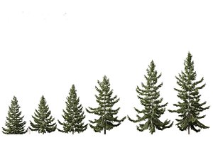 3D Tsuga heterophylla - Western hemlock