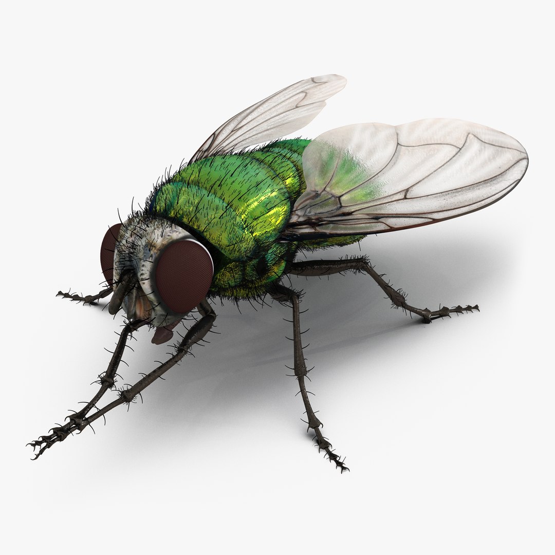 Green Bottle Fly Pose 2 3D model preview