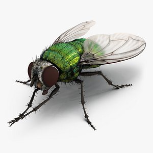 Green Bottle Fly Pose 2