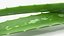 3D leaves aloe vera