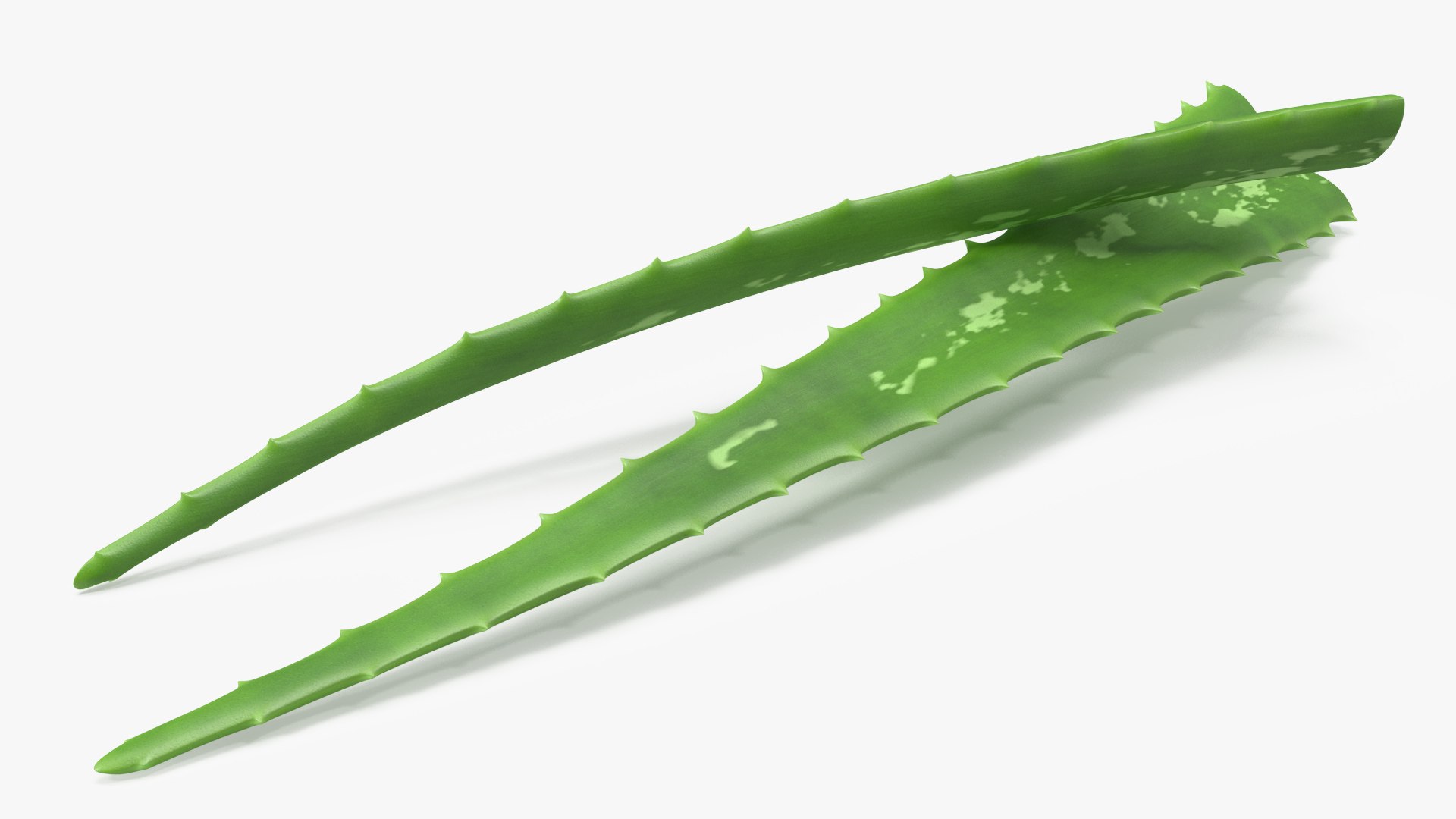 3D leaves aloe vera https://p.turbosquid.com/ts-thumb/PB/mzFbRA/Bw/aloeleavesc4dmodel001/jpg/1617083601/1920x1080/fit_q87/7535fea22c7565b8c77ed2394305b2fb73330024/aloeleavesc4dmodel001.jpg