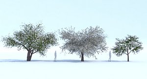 Dogwood Tree