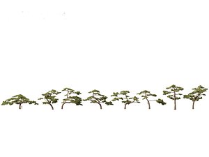 Pinus taiwanensis - the Taiwan red pine 02