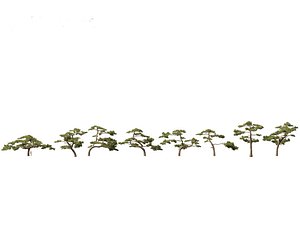 Pinus taiwanensis - the Taiwan red pine 02