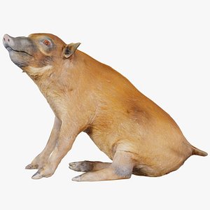 Red River Hog Pig Potamochoerus Porcus Remastered