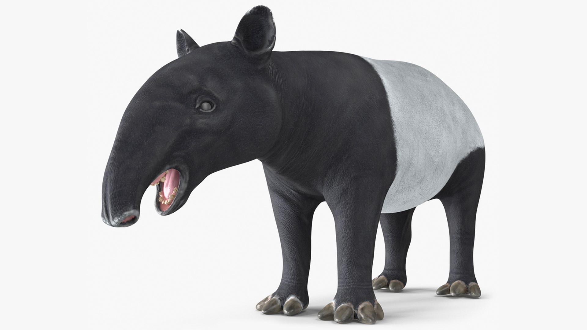 Tapir Rigged for Maya 3D model preview
