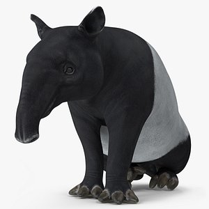 Tapir Rigged for Maya 3D
