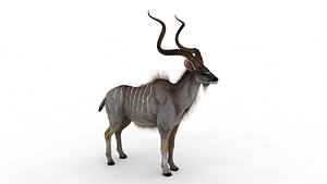 Kudu model