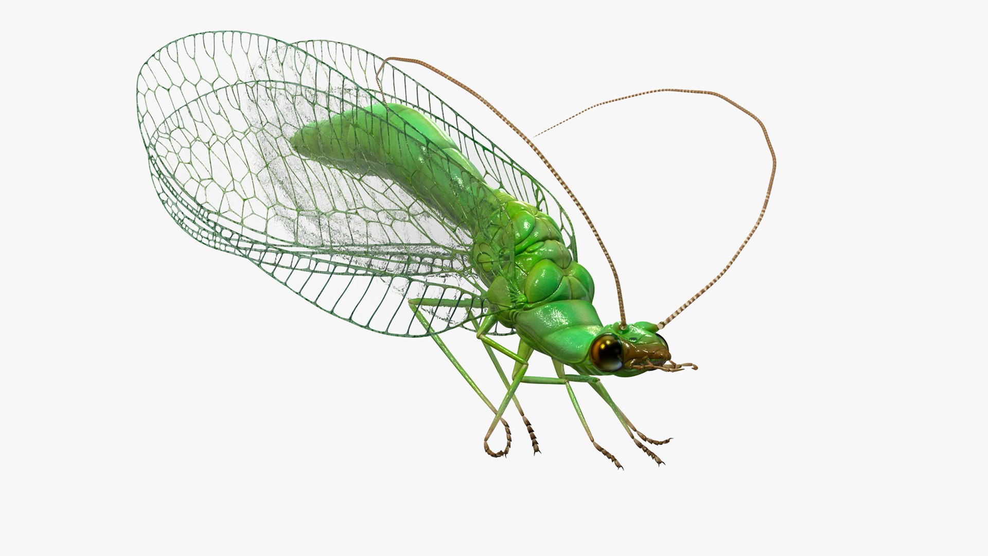 Green Lacewing Rigged for Maya 3D model preview