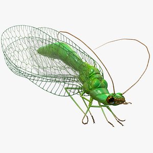 Green Lacewing Rigged for Maya 3D model
