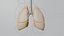 Lung Damage and Lung Cancer Progression Animation