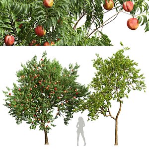 3D Amygdalus Persica Peach and Armeniaca Vulgaris Prunus-fruit trees