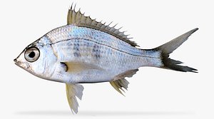 3d model yellowfin mojarra
