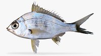 Yellowfin-Mojarra