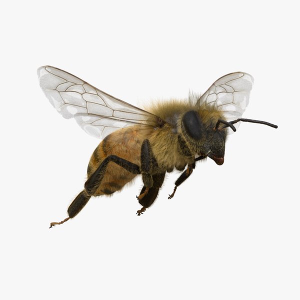 Honey bee Animated 3D