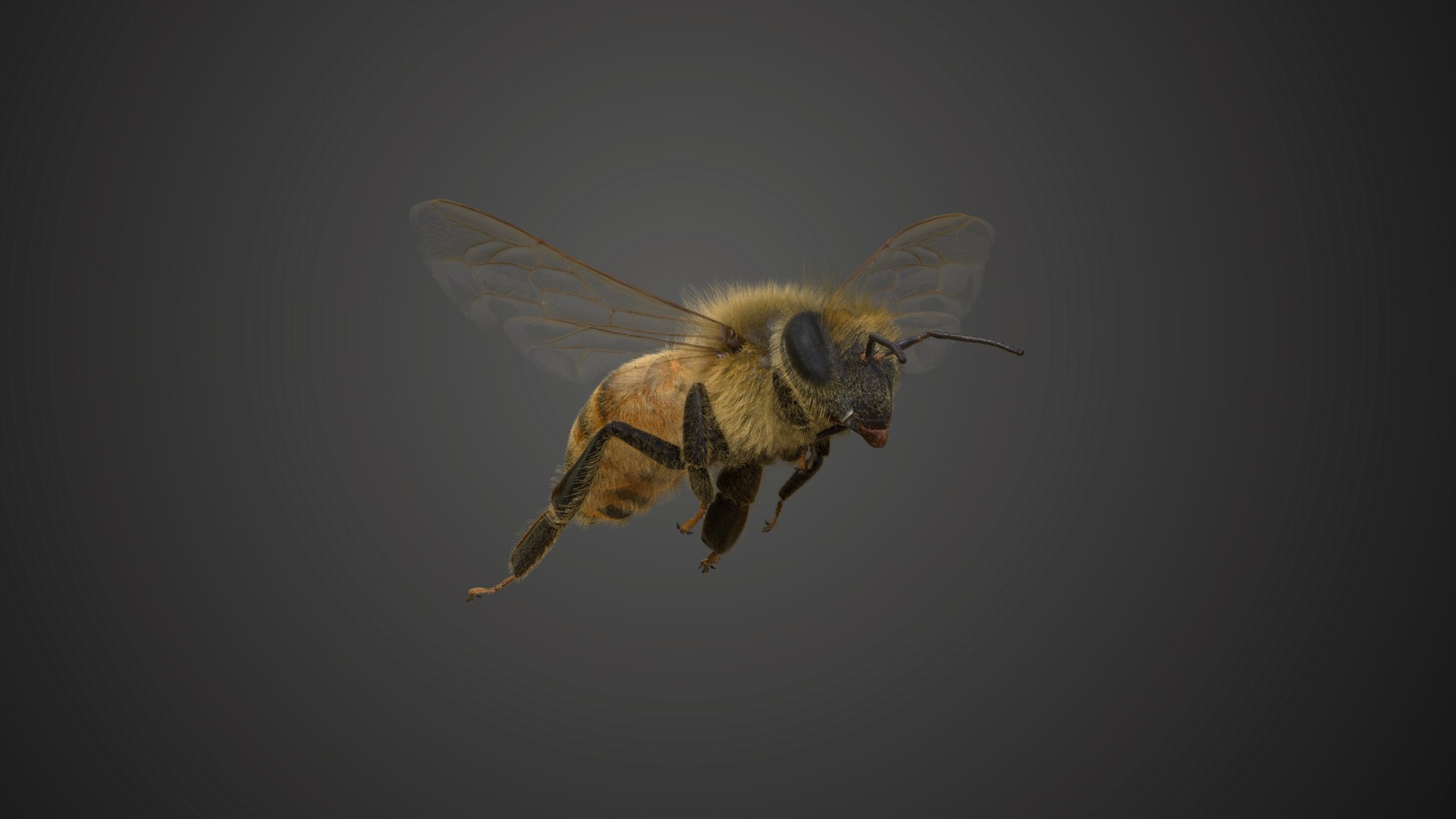 Honey bee Animated 3D https://p.turbosquid.com/ts-thumb/PC/OGBc6u/l6/jf0k509a0_honeybee_effectmap02/png/1665726842/1920x1080/fit_q87/c1430bb3c37b5747f583bead4fd42f2b4b40ff9d/jf0k509a0_honeybee_effectmap02.jpg
